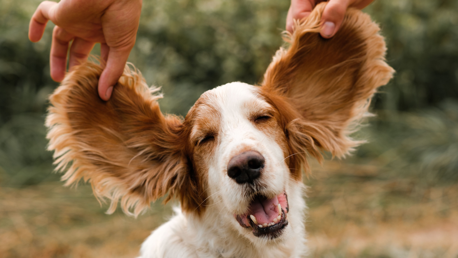 Big Ears