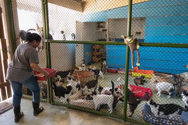 5. Animal welfare