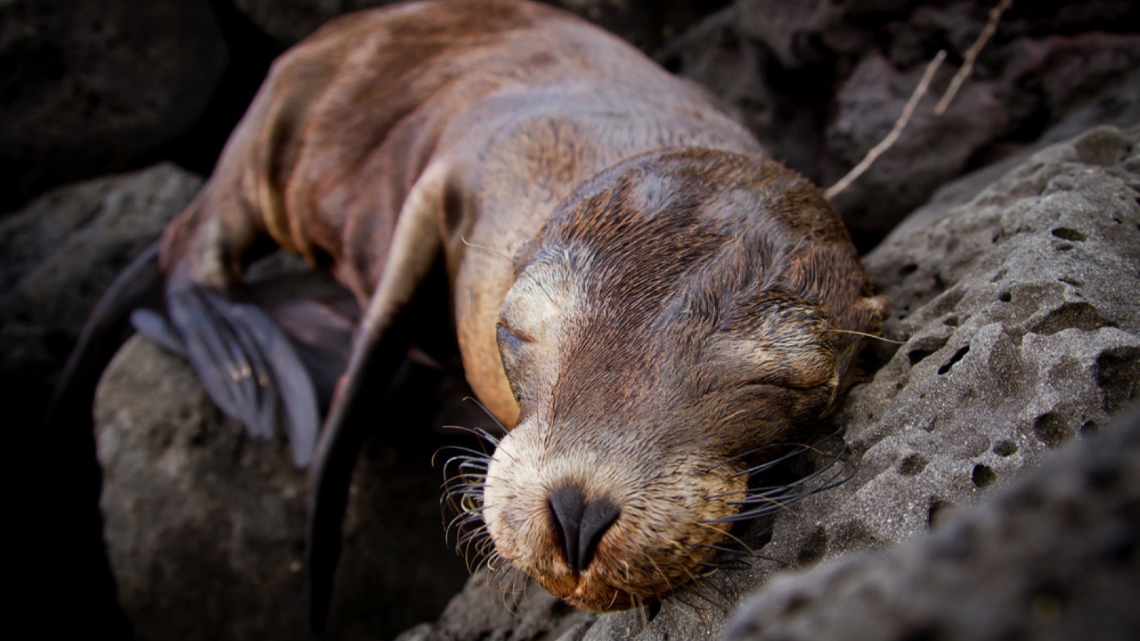 Sea lion sleeping