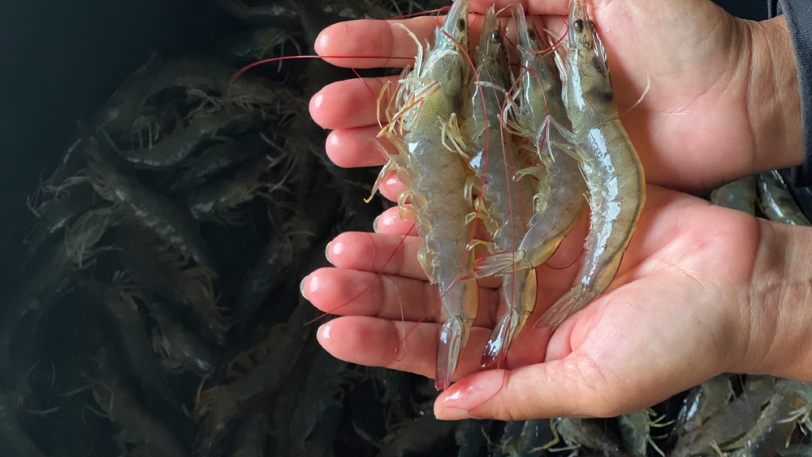 Shrimps