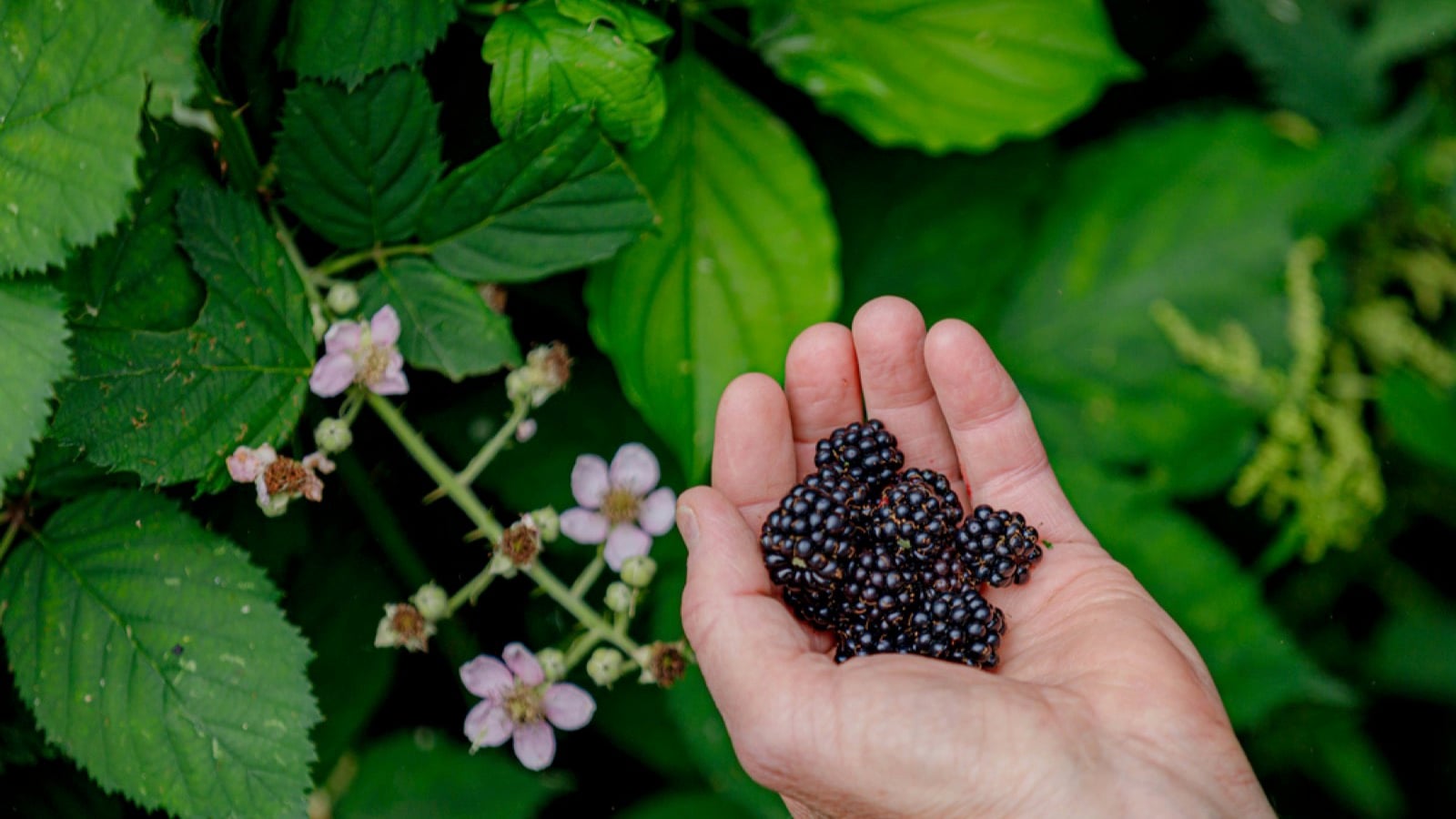 Wild black berries