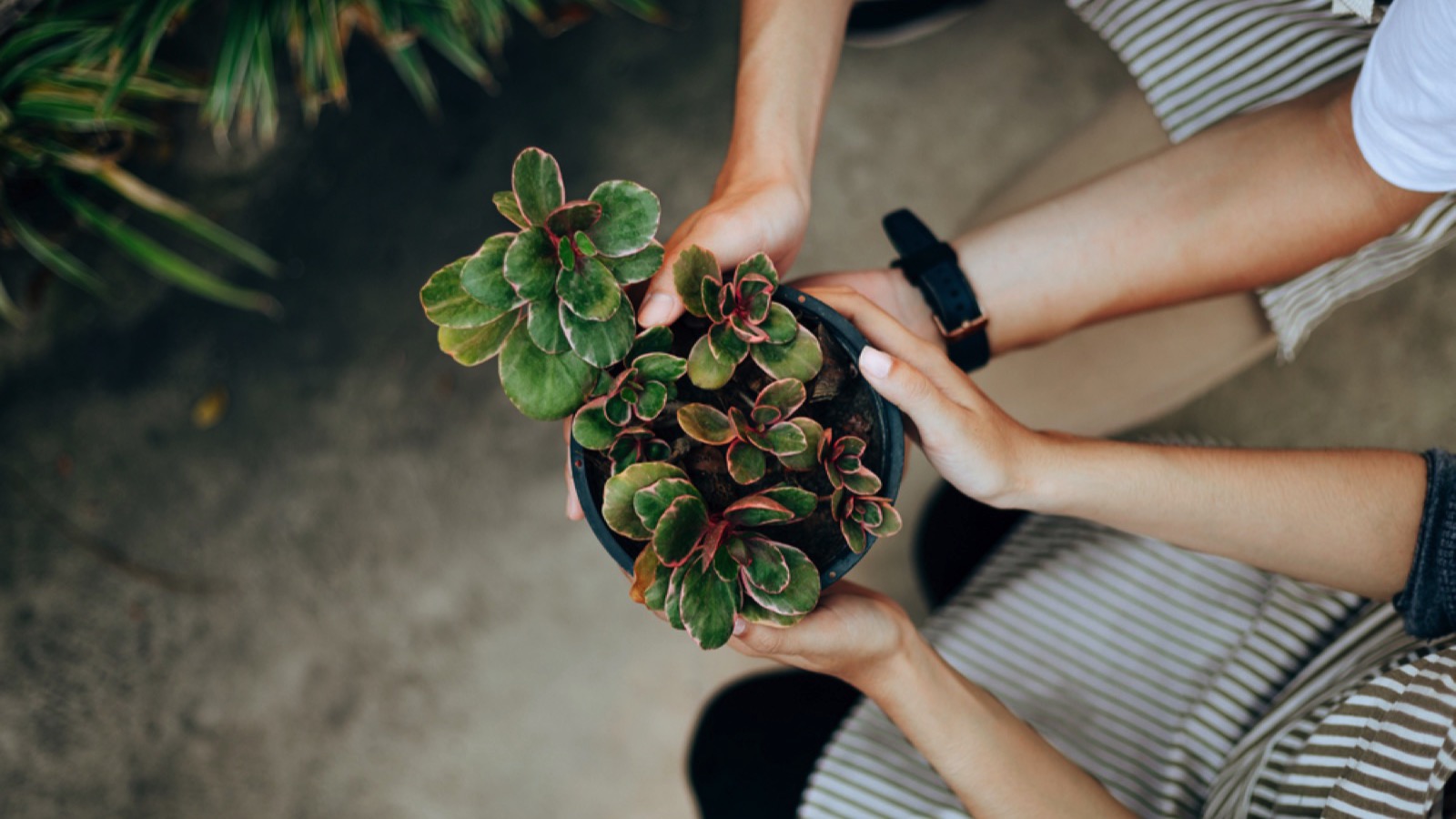 Gifting plant
