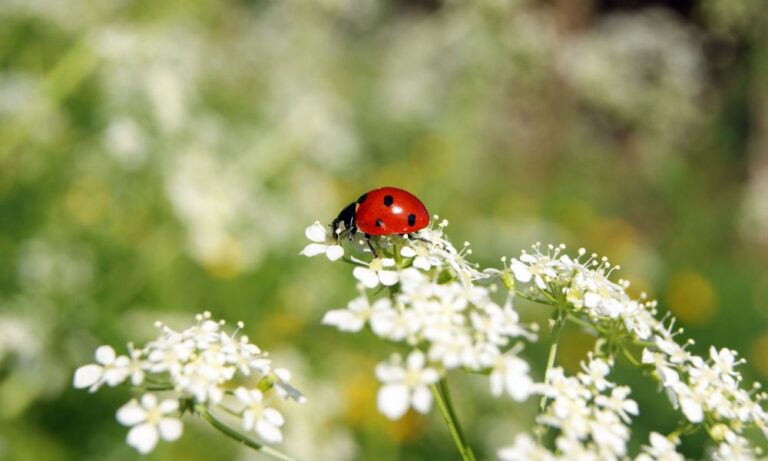 Ladybug Meaning_ 10 Uncovering Symbolism and Spiritual Significance