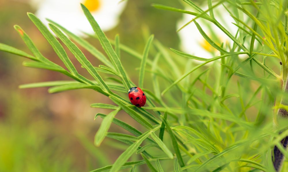 Ladybug Symbolism Through History