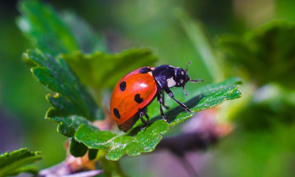 Ladybugs and Emotions
