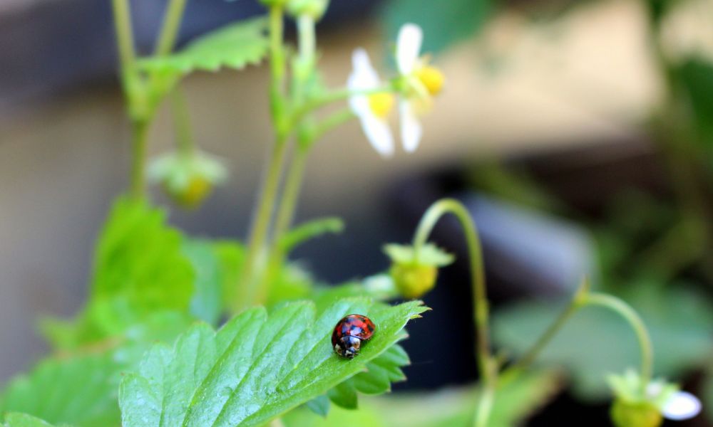 Ladybugs and Luck