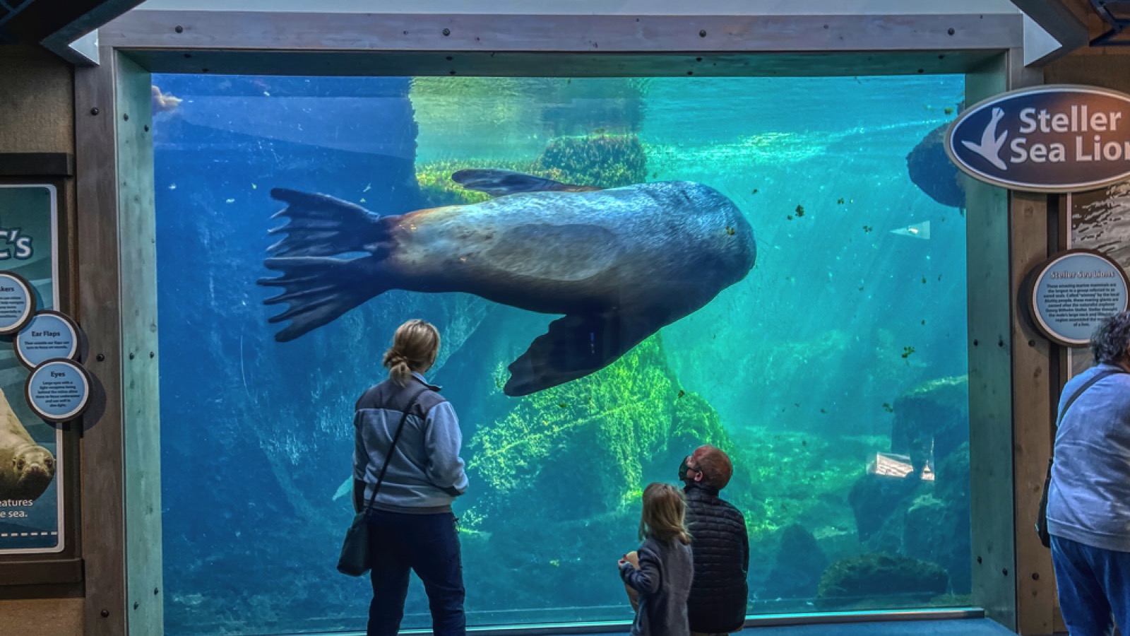 Alaska SeaLife Center, Seward