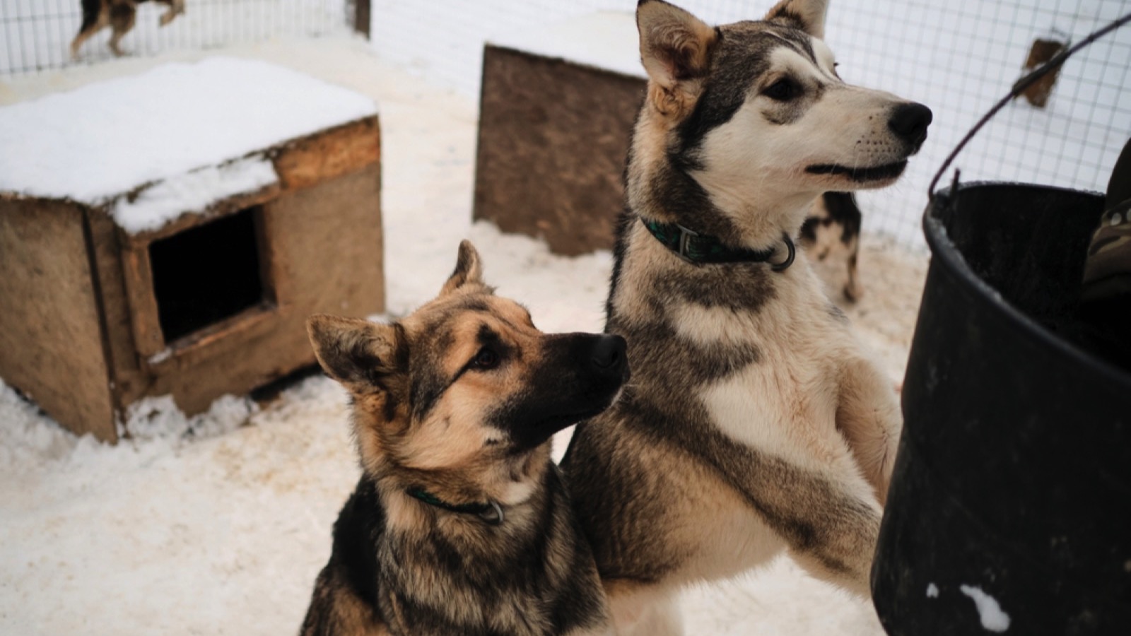 Alaskan Husky puppies