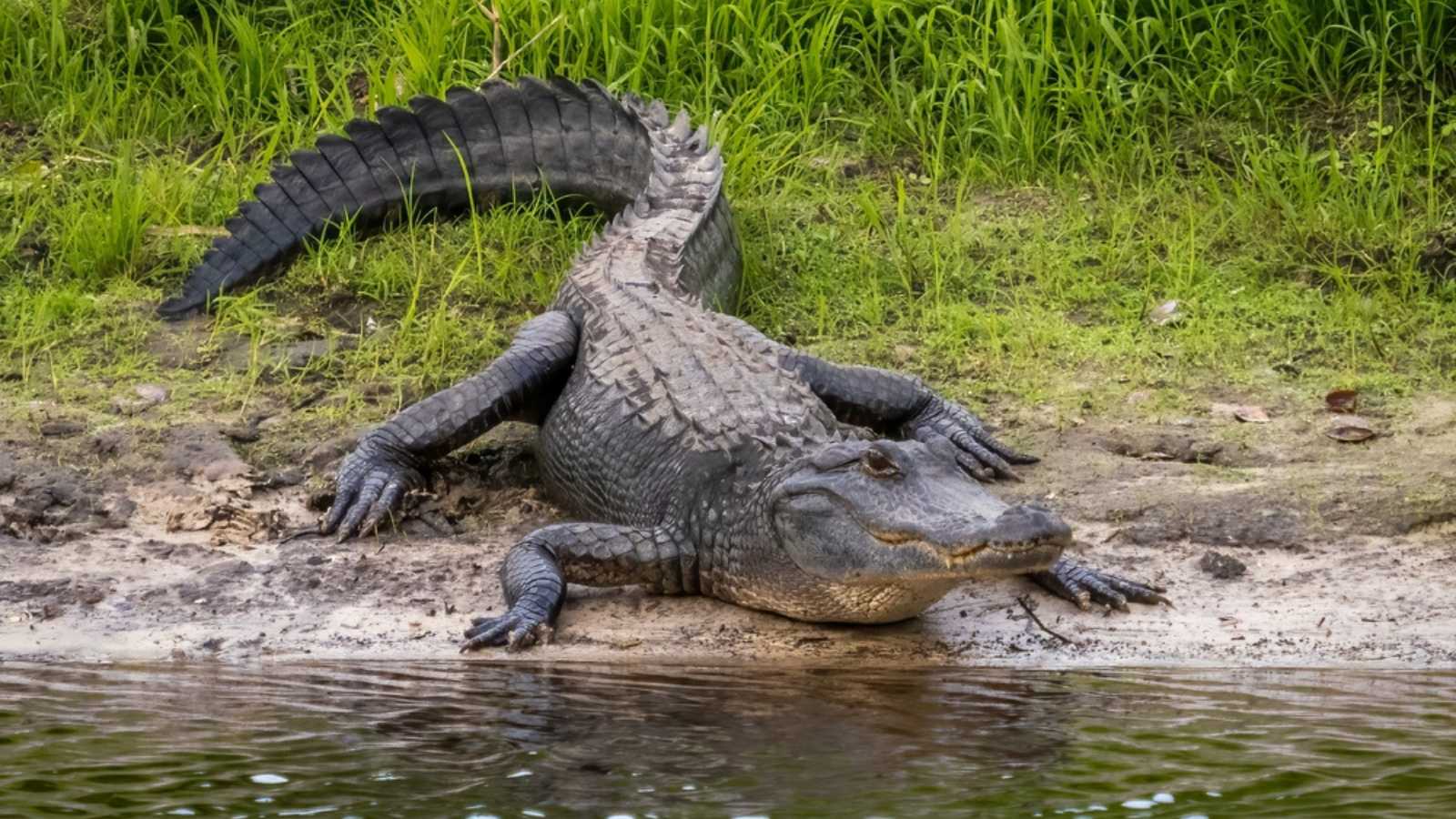 alligators