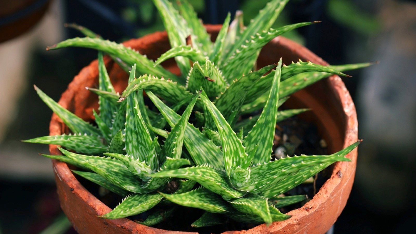 Aloe Vera