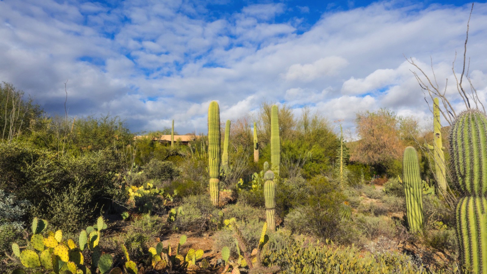 Arizona Sonora Desert Museum