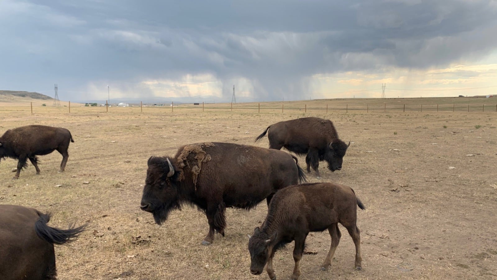 Bison Ranch