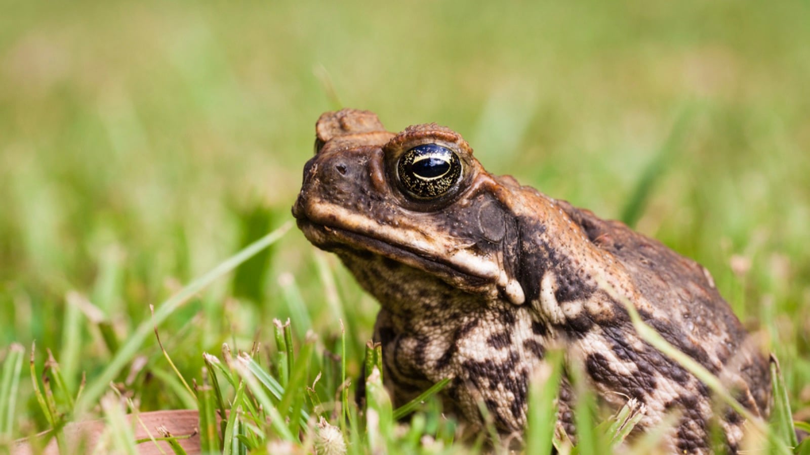 Cane Toad
