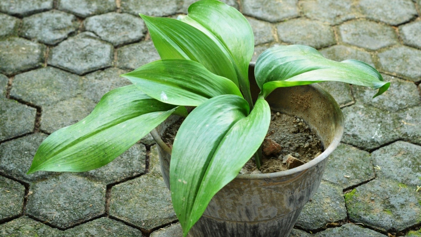 Cast Iron Plant