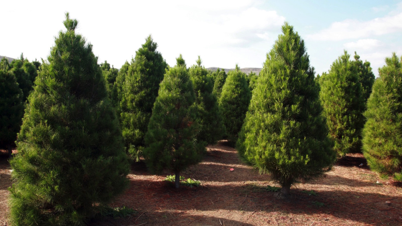 Christmas tree farm