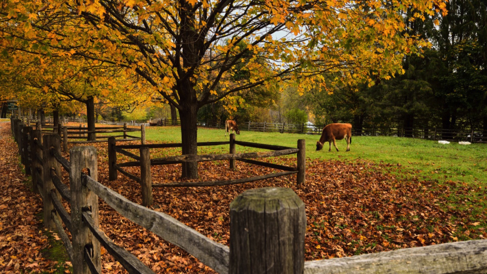 Dairy cows at Billings Farm and Museum in the Fall in Woodstock, Vermont