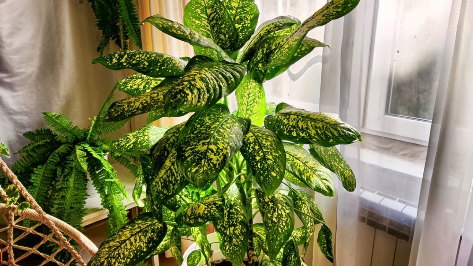 Dieffenbachia plant