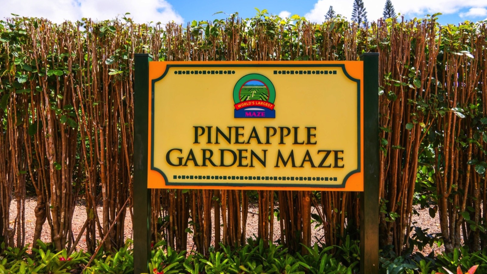 Dole Plantation Maze