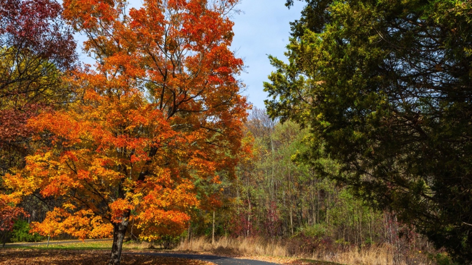 Fall foliage on the road to Bowman&rsquo;s Hill Tower, Pennsylvania, USA