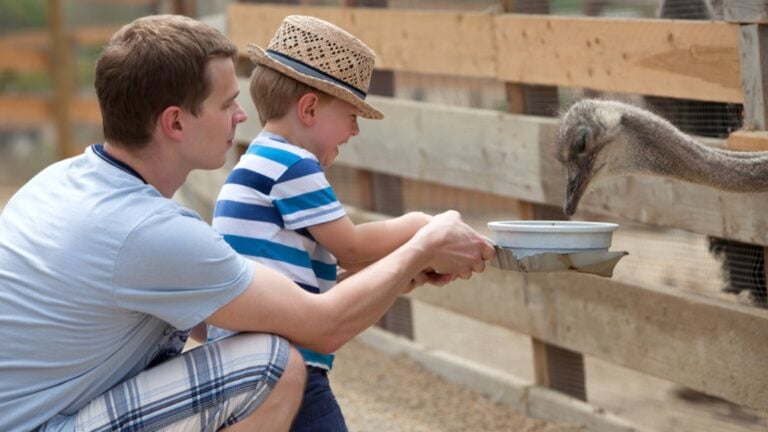 Father and son feeding birds