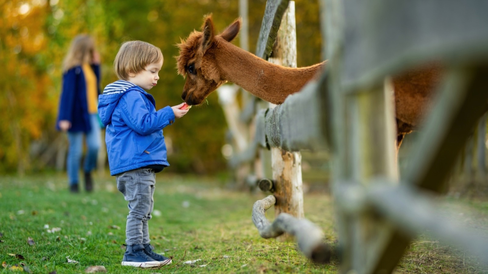 Feeding alpaca in farm