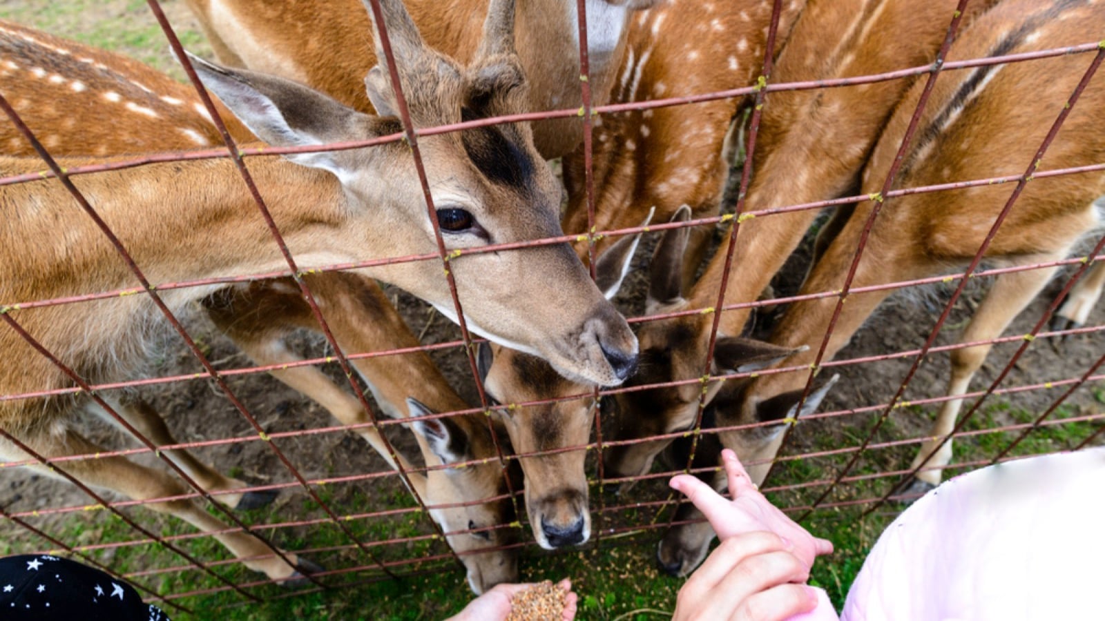 Feeding deer