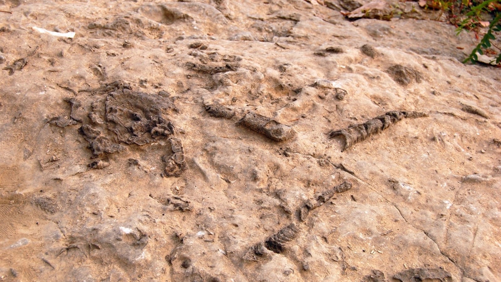 Fossils from the Devonian period