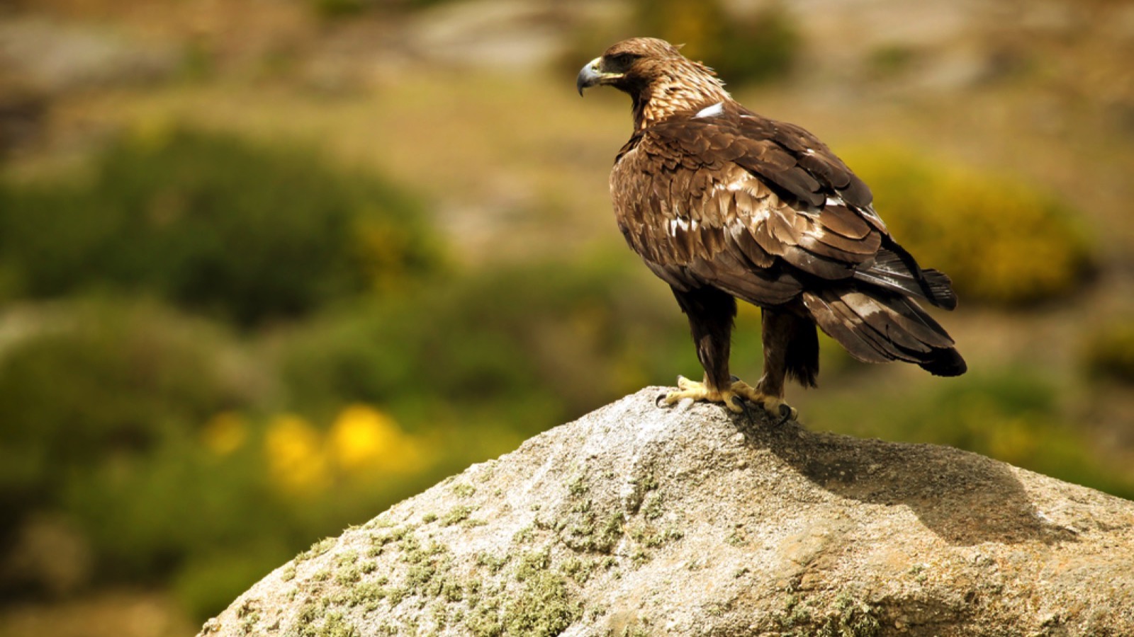 Golden eagle