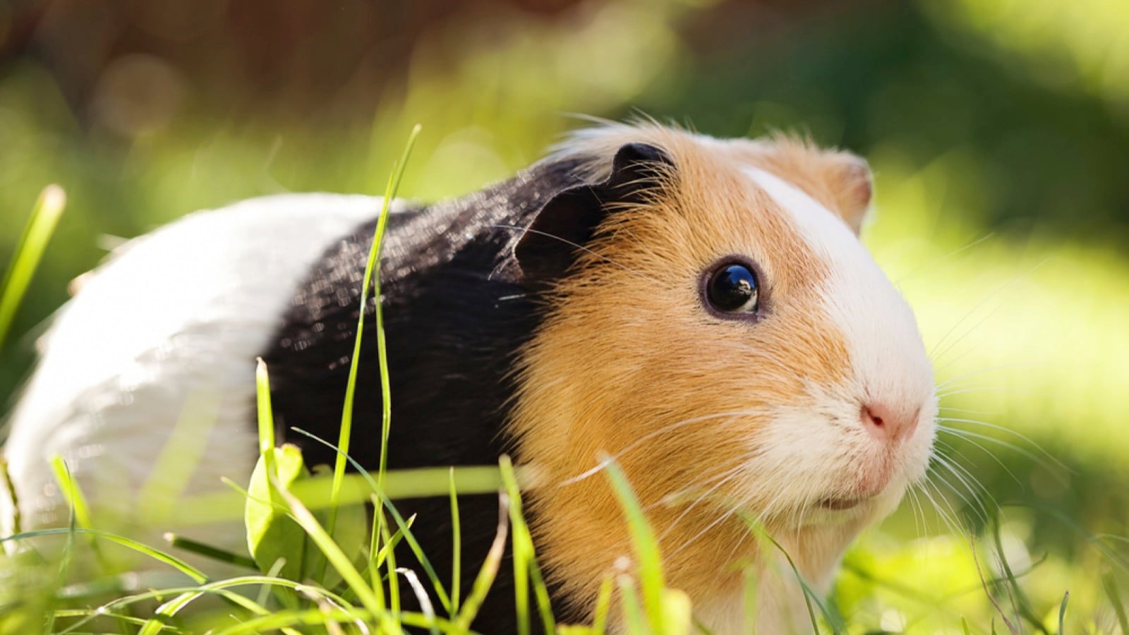 Guinea Pig