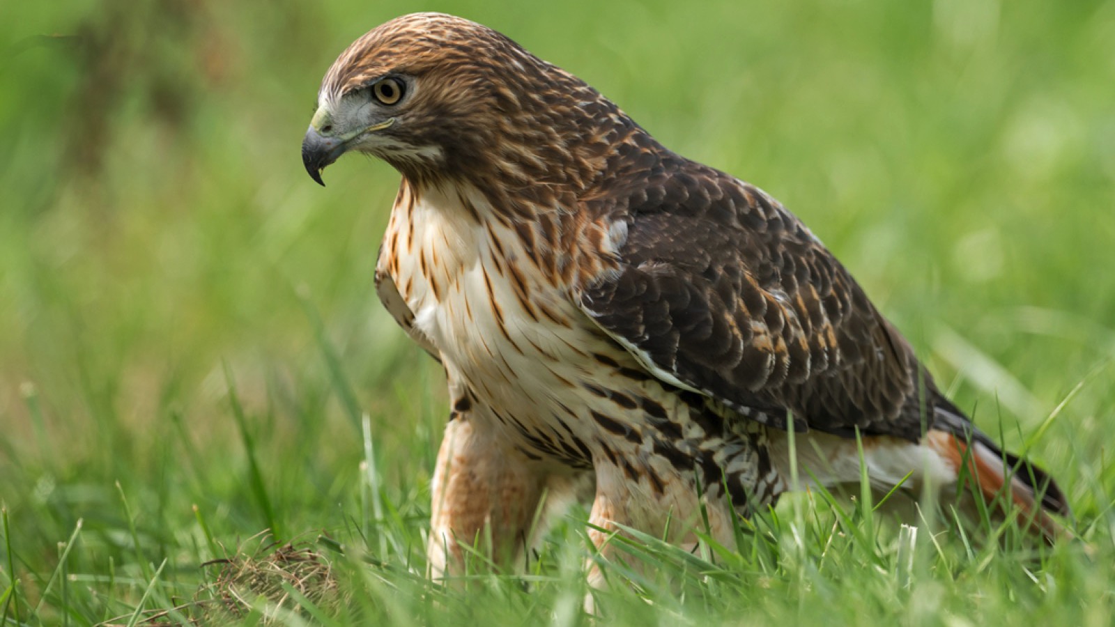 Hawks