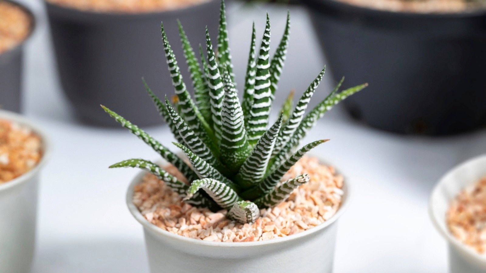 Haworthia