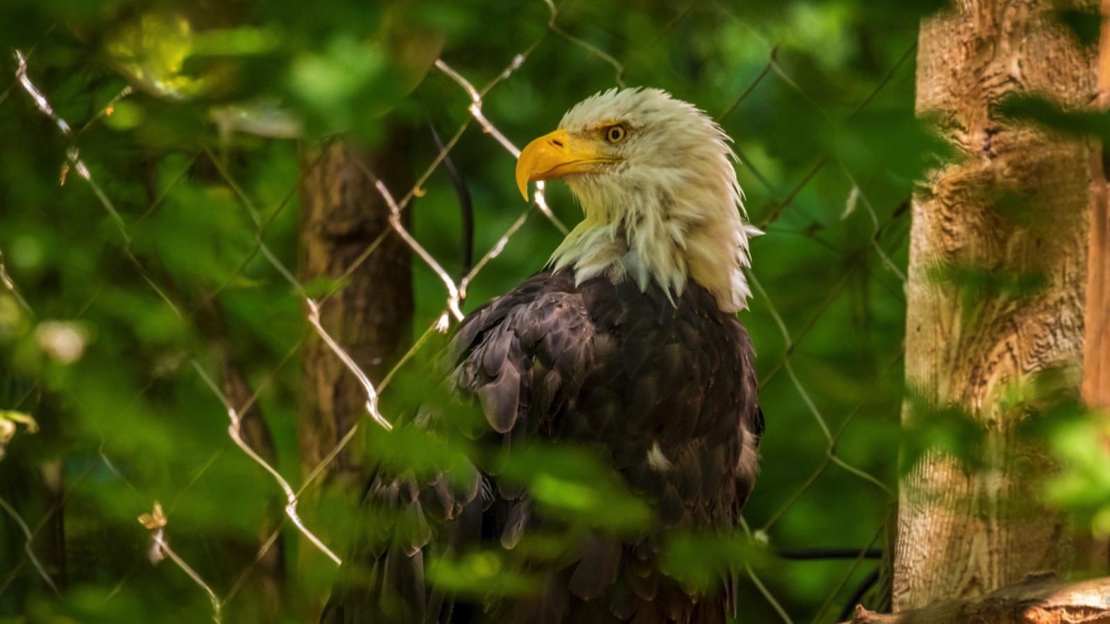 Jack, a male bald eagle in Oregon Zoo