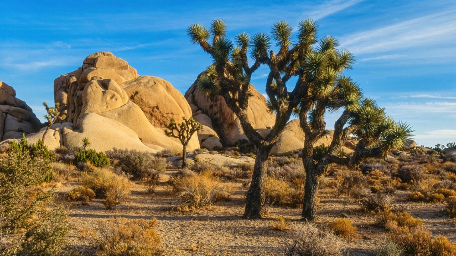 Joshua Tree National Park