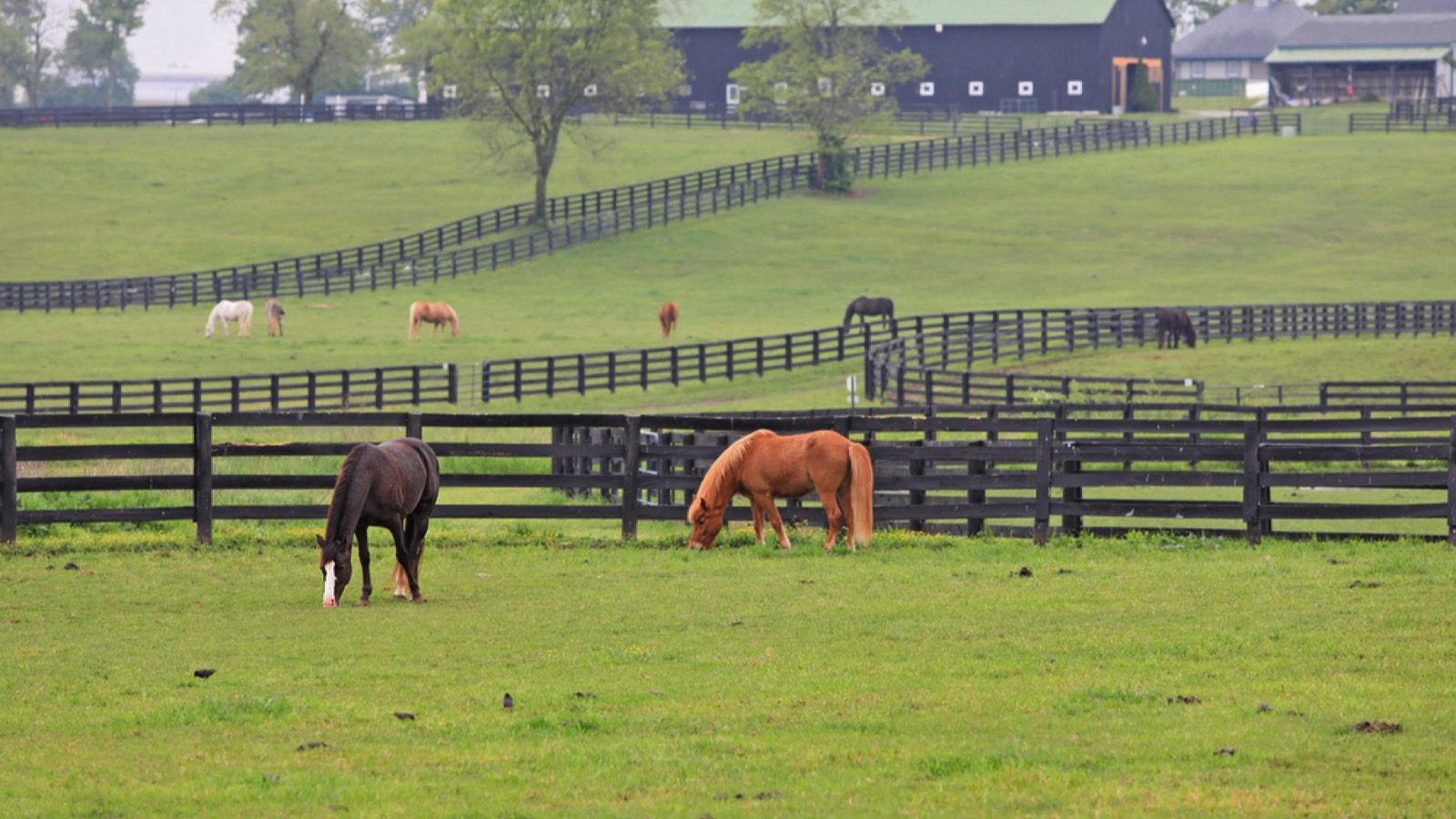 Kentucky Horse Park