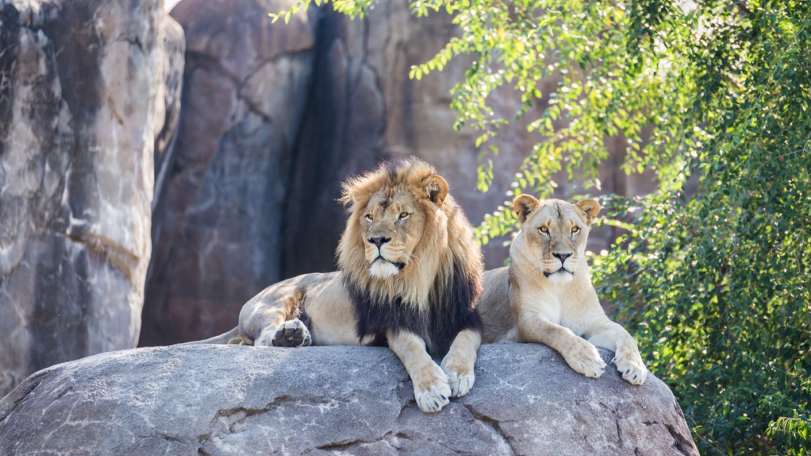 Lion