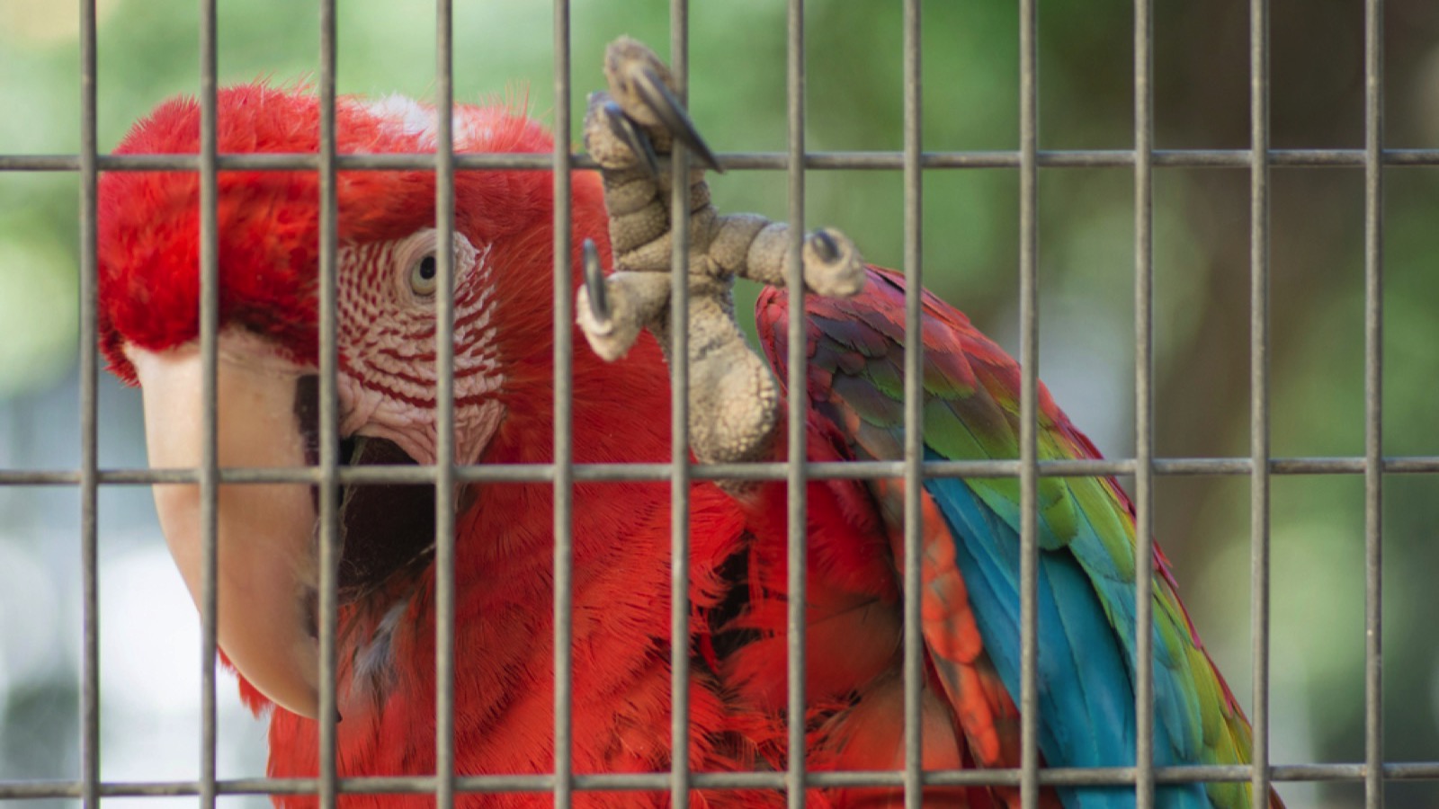 Macaw in cage