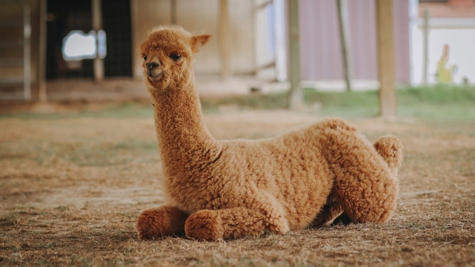 Majestic Meadows Alpacas