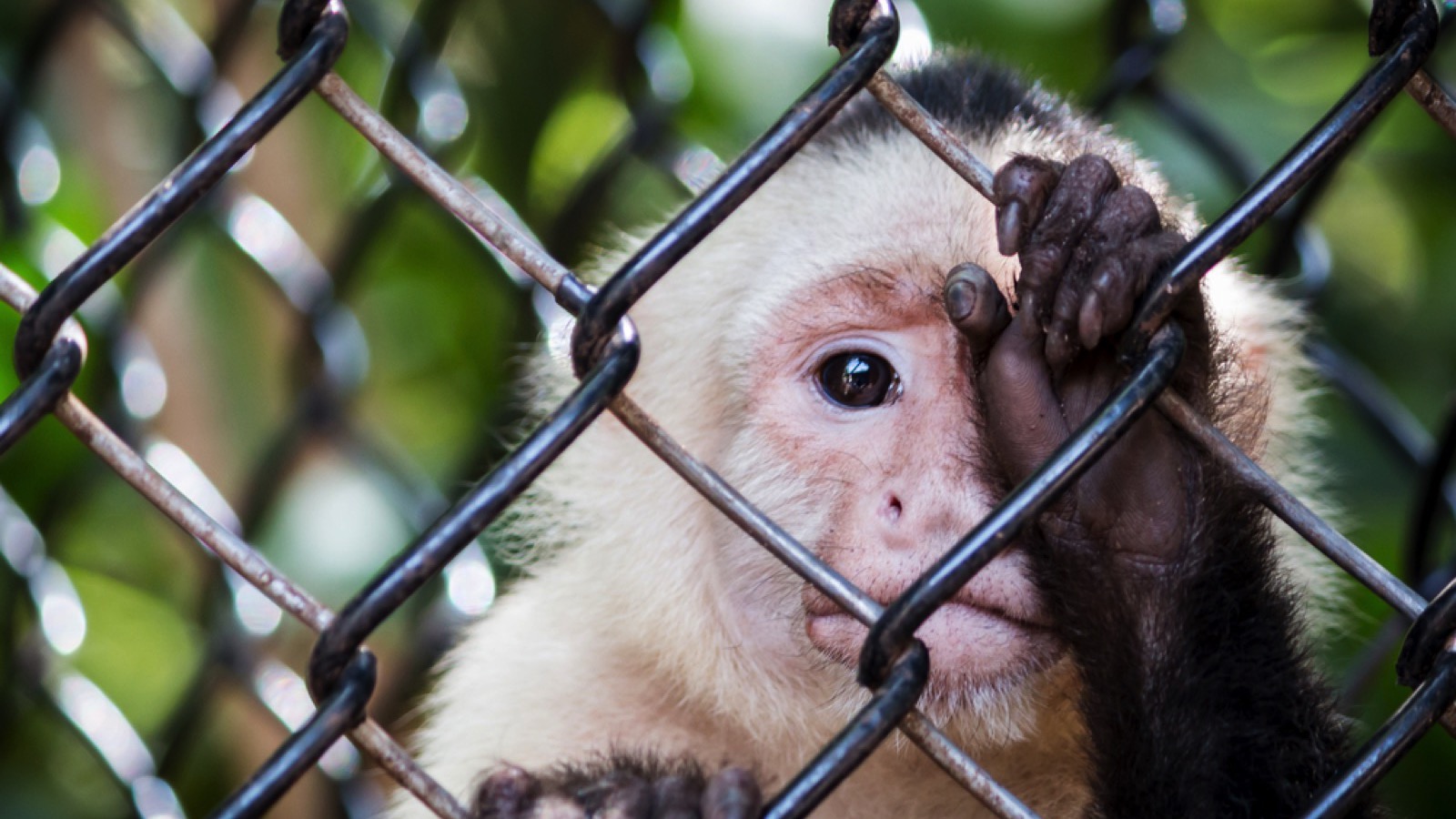 Monkey in cage