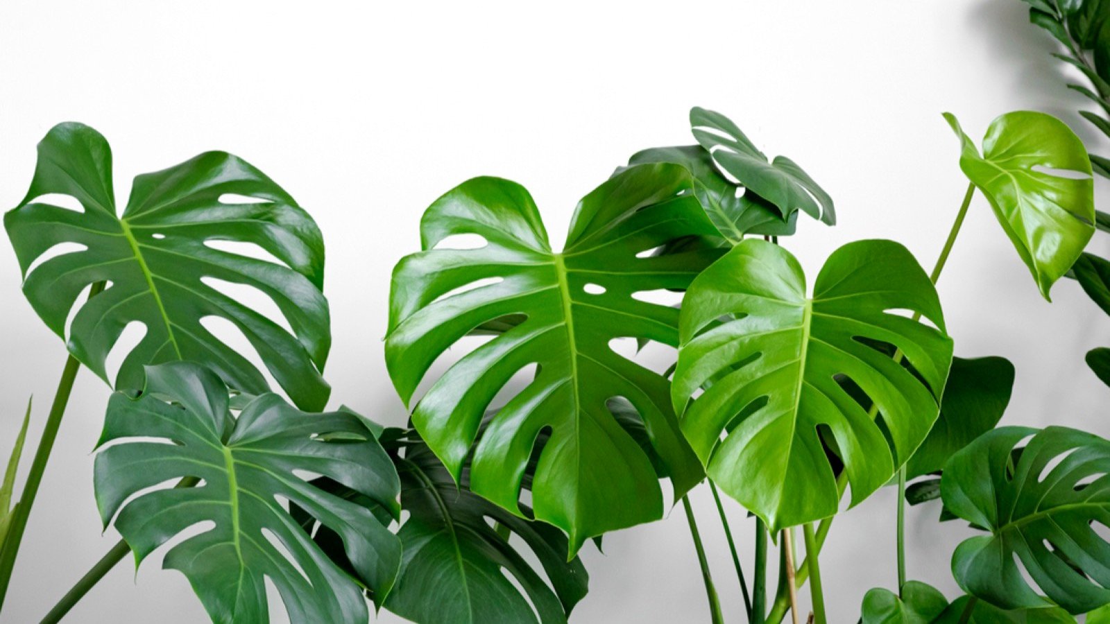 Monstera