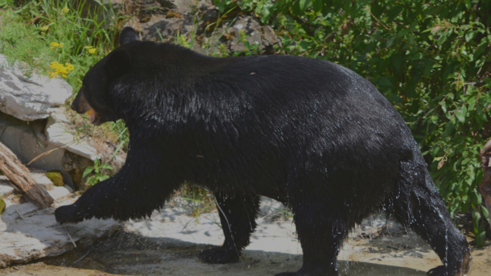 North American Bear Center in Ely, northern Minnesota