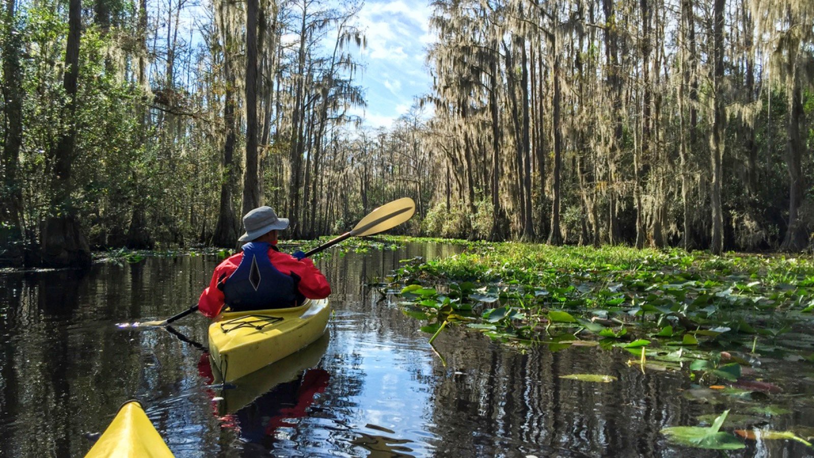 Okefenokee swamp in Georgia, USA