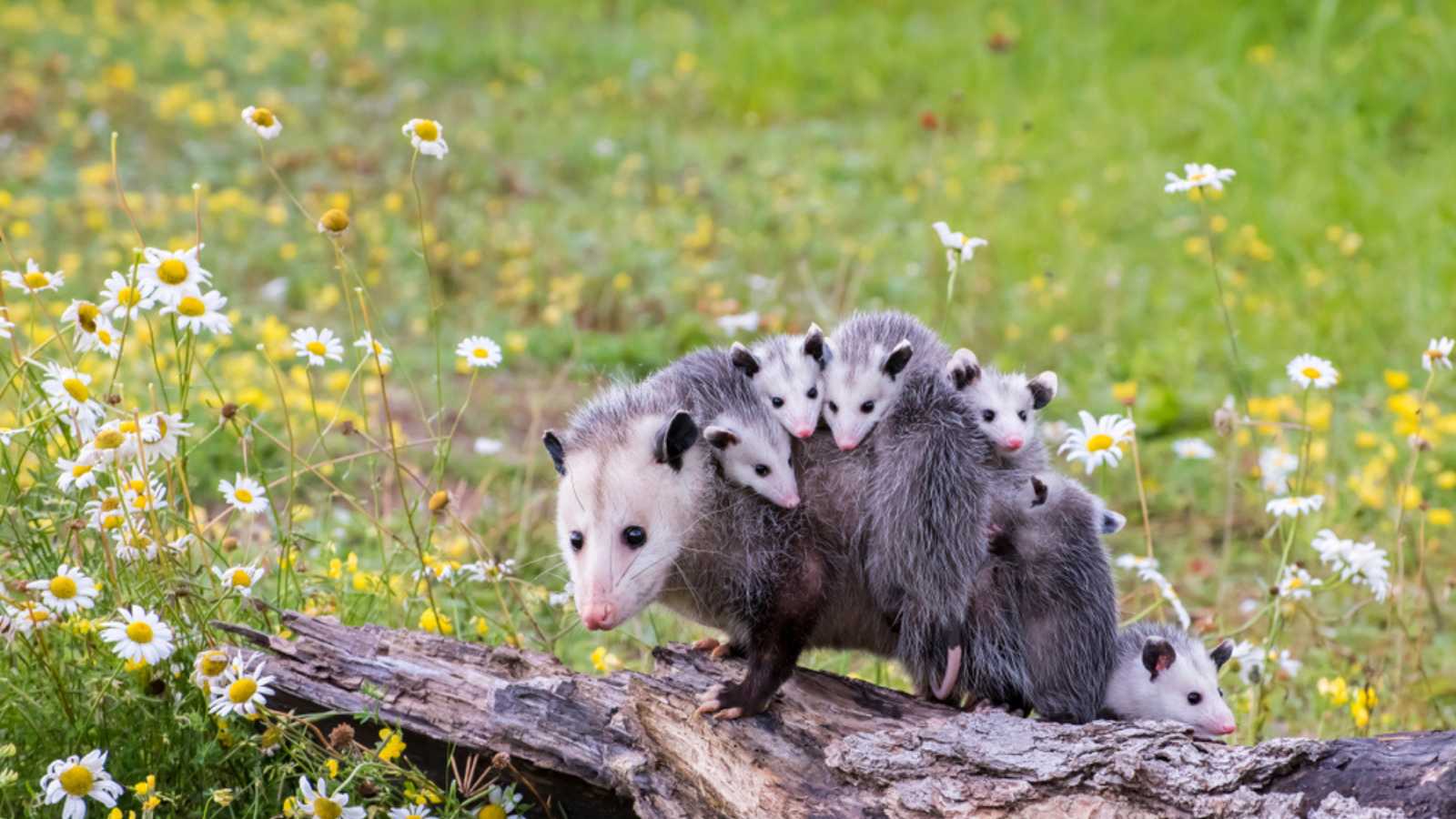 opossum