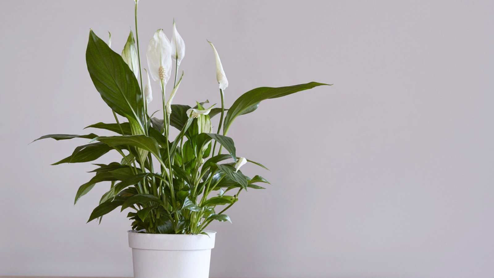 Peace Lily