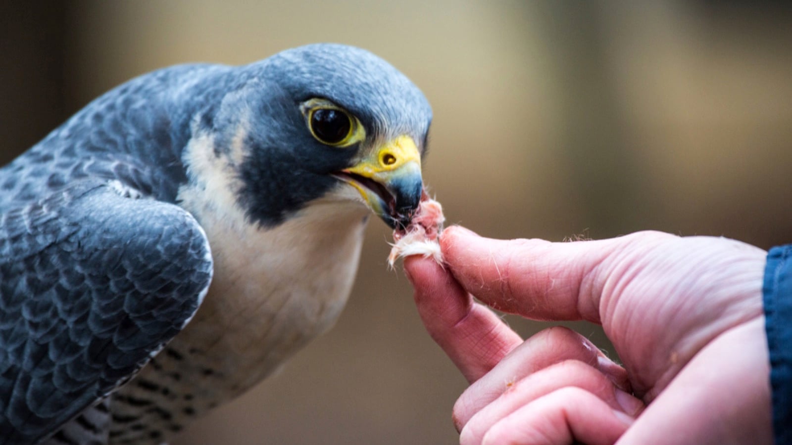Peregrine Falcon