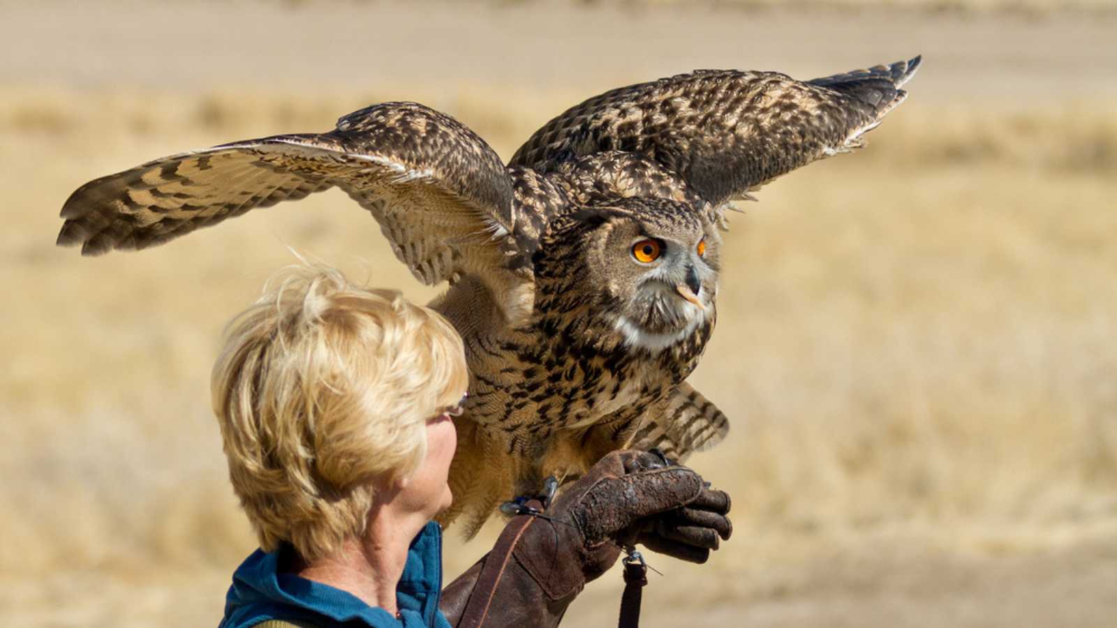 BOISE, IDAHO - OCTOBER 7 : Unidentified trainer at World Center for the Birds of Prey holds a Eurasian Eagle owl on October 7, 2012.