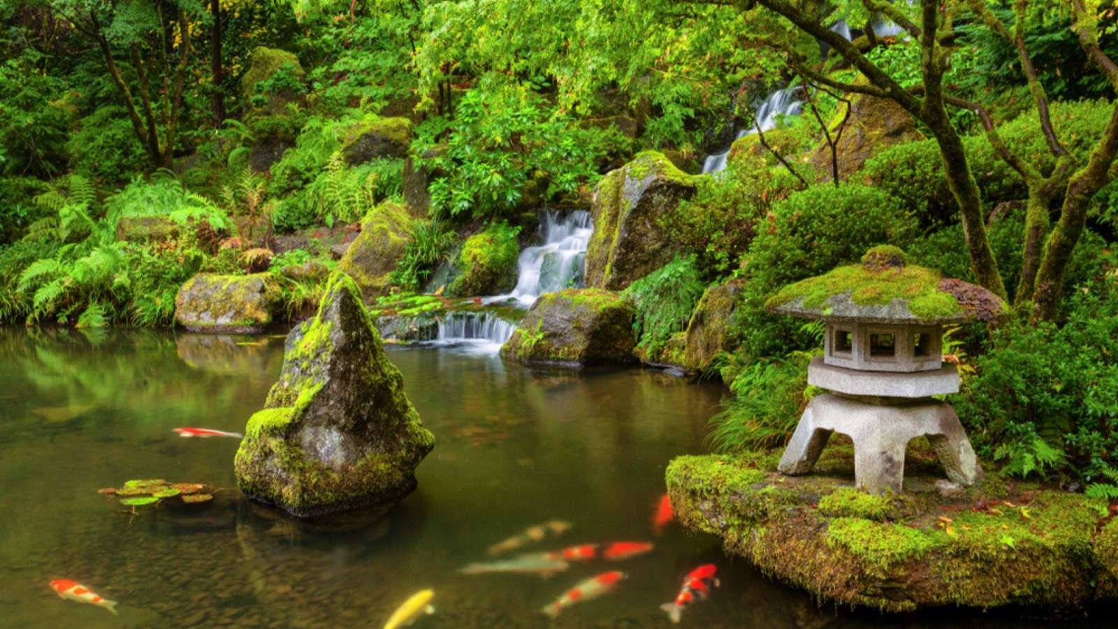 Portland Japanese Garden pond with koi fish carp