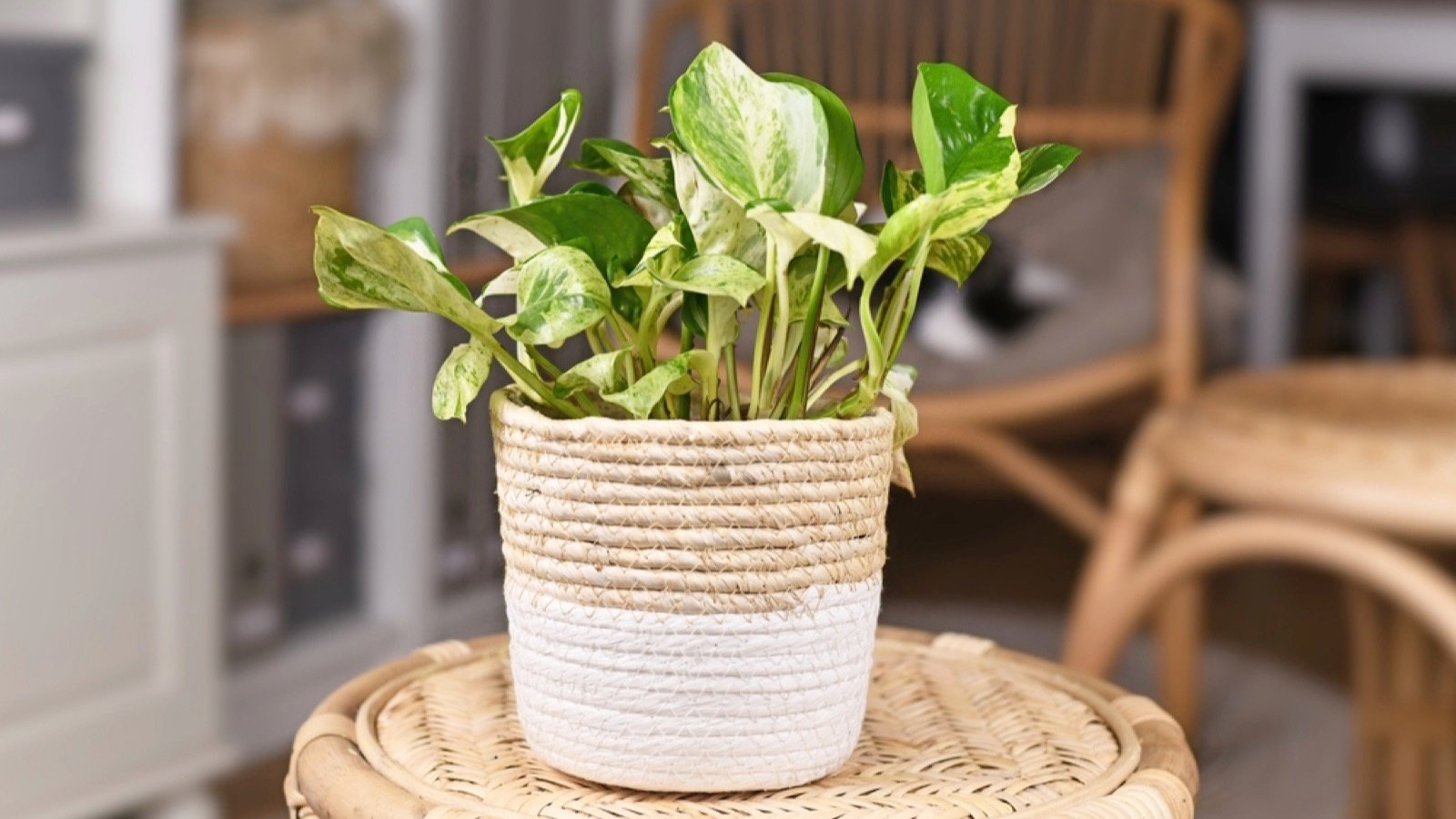 Pothos houseplant