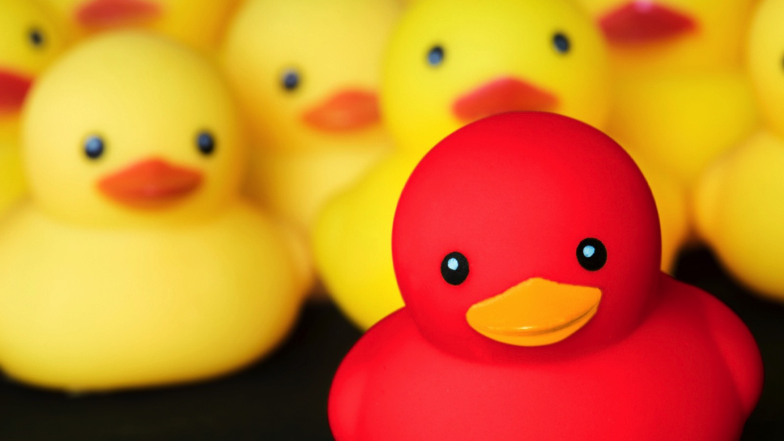 Red duck