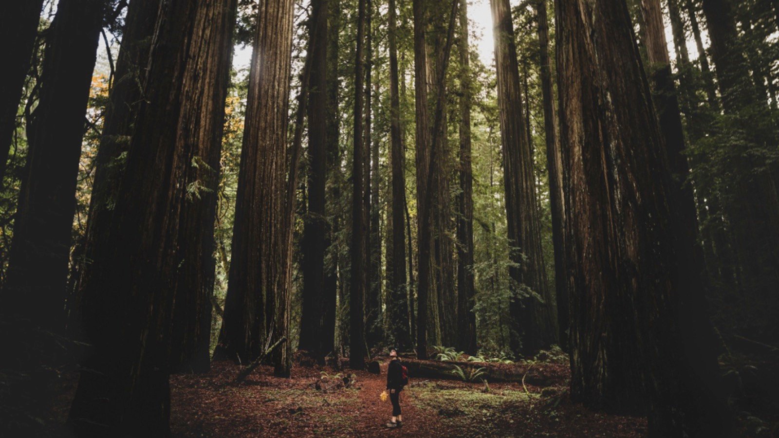 Redwood National and State Parks-Abandoned Theme Parks