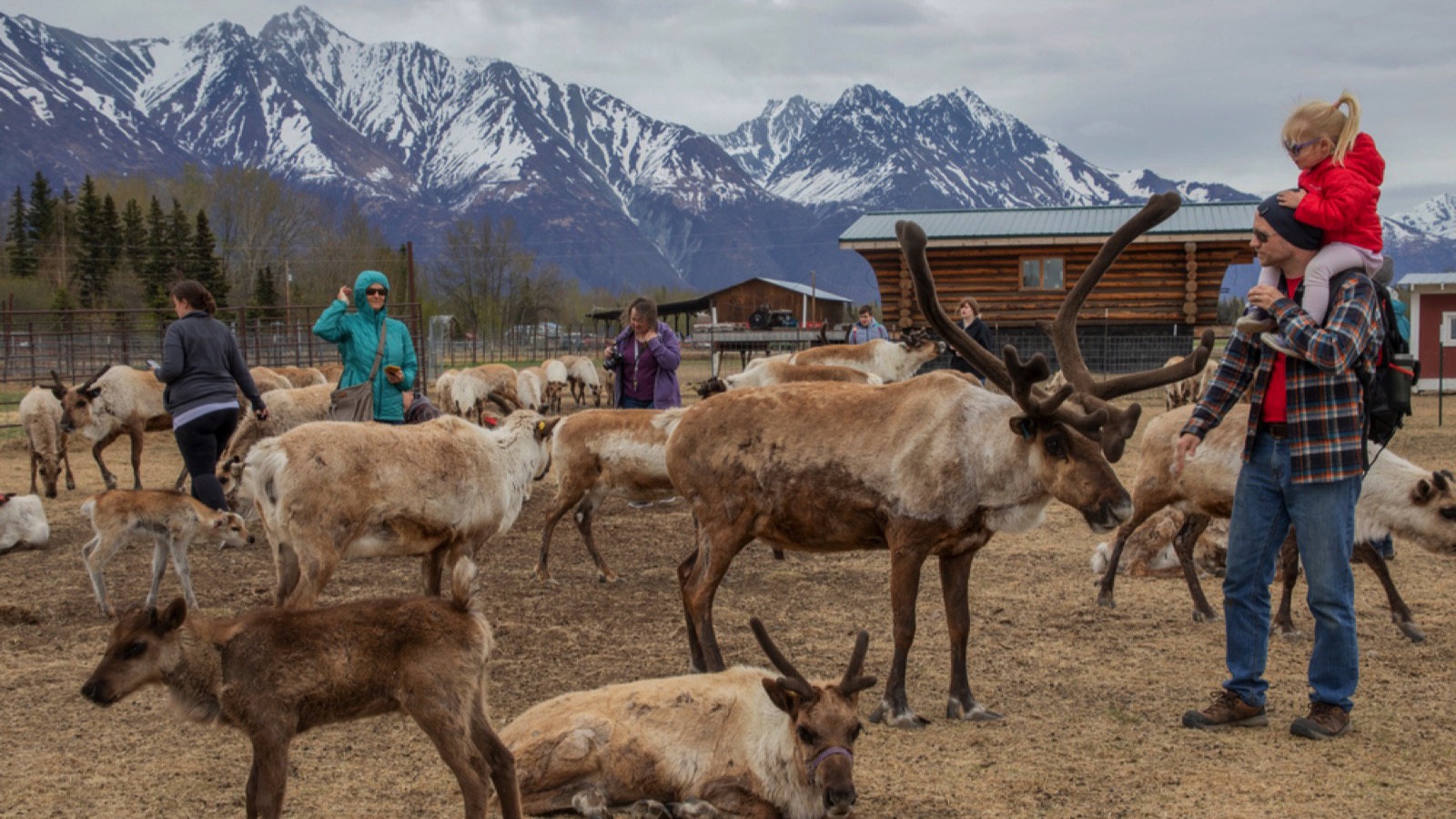 Reindeer Farm in Palmer